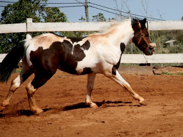 Los mejores caballos